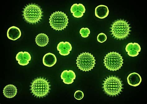 mikroskobik canlılar görüntüleri